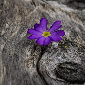 ����: ���������