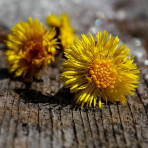 ����: ��������