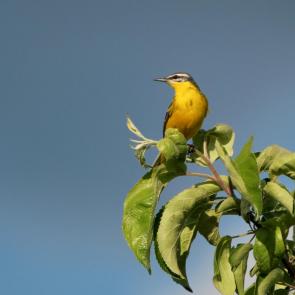 ����: Ƹ���� ���������� 