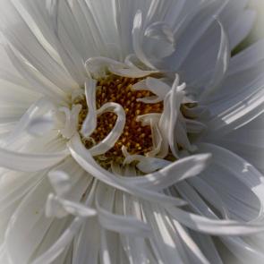 ����: ����������.