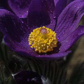 ����: ������������