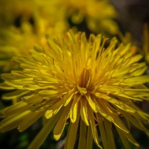 ����: ���������