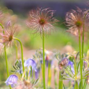 ���� ��������