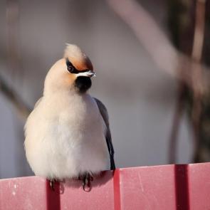 ����: ����������