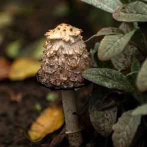 ���� ��������: 