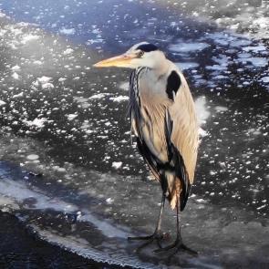 ����: ����� �����