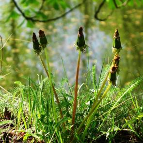 ����: ���������