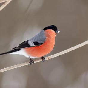 ���� ��������: Purrhula purrhula