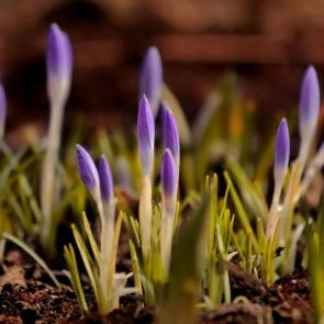 ���� ��������: ������ �����. 