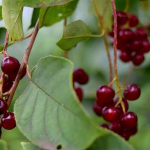 ����: �������� 