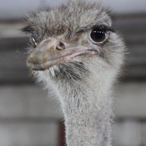 ����: ������