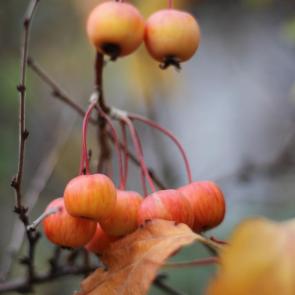 ����: �������