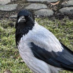 ��� ����