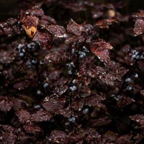 ���� ��������