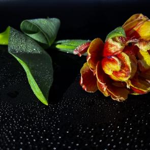 ����: ������� 