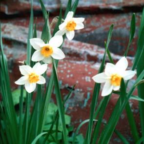 ���� ��������