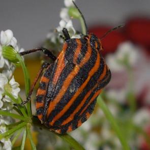 ����: ����