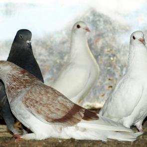 ��� ����