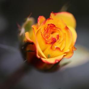 ���� ��������: ���� � ��������� 