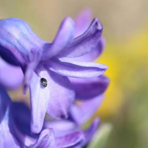 ���� ��������: ������� 