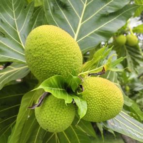 ����: ����������� �����