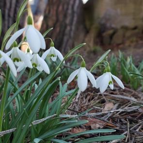 ����: ������� �����