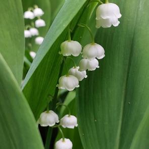 ����� ����� �������