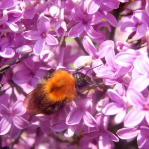 ����: ����������� ������