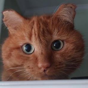 ����: �����