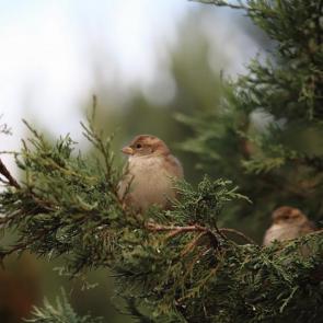 ��� ����