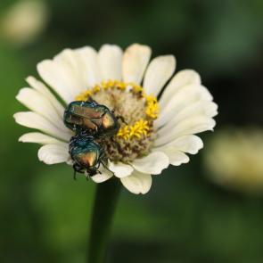 ���� ��������: ��� ����� 