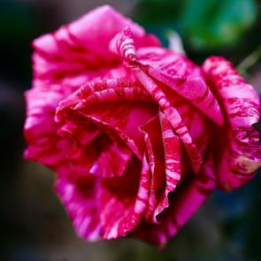 ���� ��������: ����