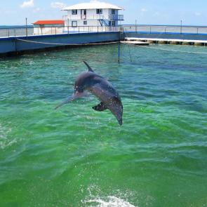 ����: ����������� ������� � ���������