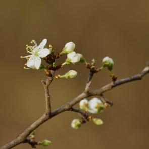���� ��������: ����� ��������
