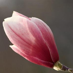 ���� ��������: ������ ��������