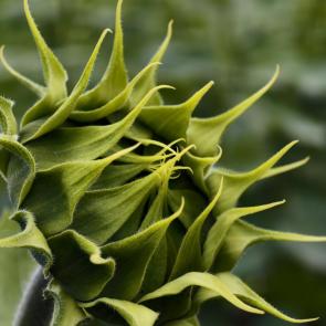 ���� ��������