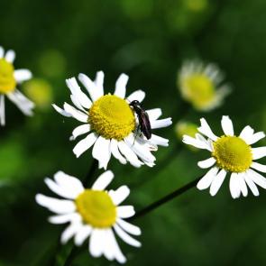 ���� ��������: �������� �������