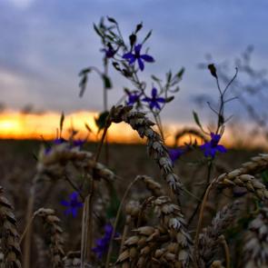 ����: ������� �� ������