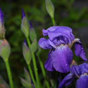 ��������� �����