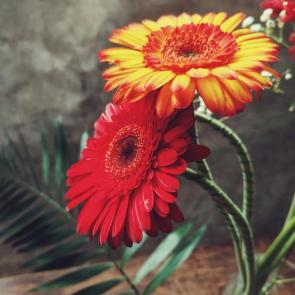 ����: �������