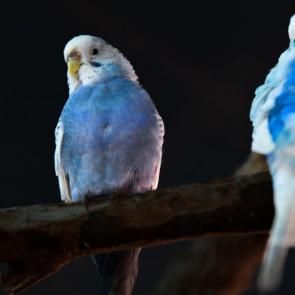 ����: �����