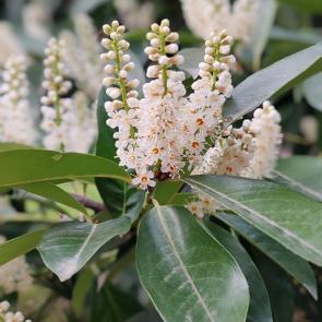 ����: ����������