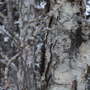 ���� ��������: ������ ������� � ��������