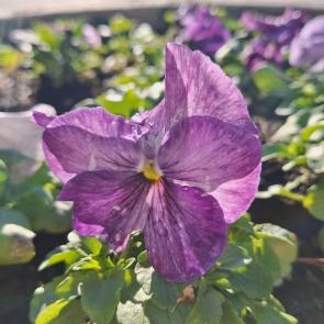 ���� ��������