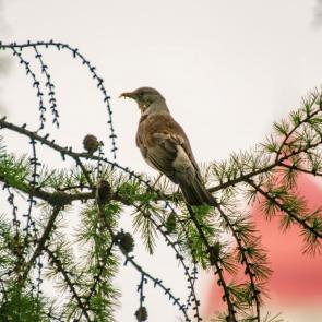 ���� ��������: 