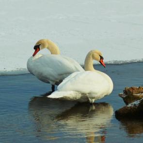 ��� ����