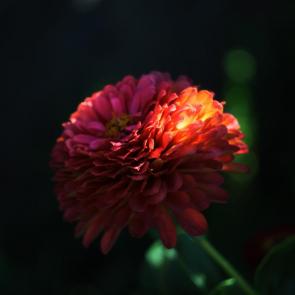 ����: �����