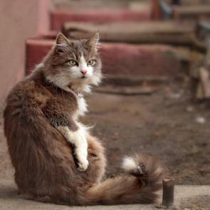 ����: ���� ��������. 