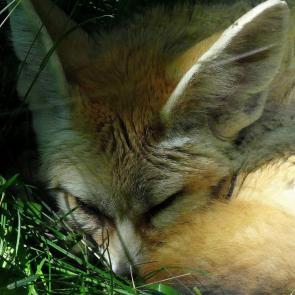 ����: �����