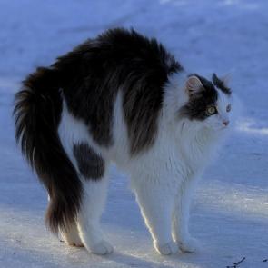 ����: ���������� 